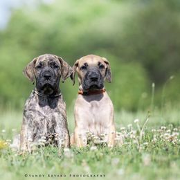Great Dane Puppies from Ellenni Danes