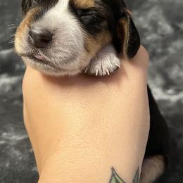 Orange - Black tan and bluetick female Beagle puppy in Jasper, Texas from Beech Grove Beagles