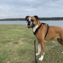 Boxer All Grown Up from Love and Loyalty Boxers