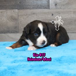 Kia - Black tri female Miniature American Shepherd puppy in Elgin, Oregon from Cross L Miniature American Shepherds