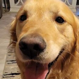 Golden Retrievers from Kiki's Goldens