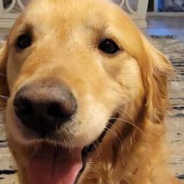 Golden Retrievers from Kiki's Goldens