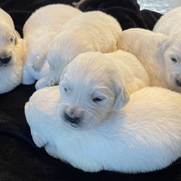 Golden Retriever Puppies from Prim Family Goldens