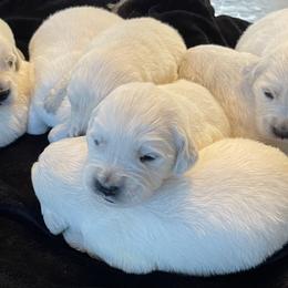 Golden Retriever Puppies from Prim Family Goldens