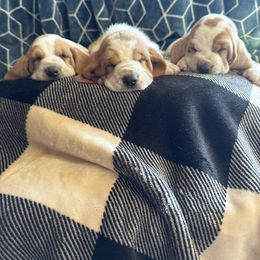 Basset Hound Puppies from Valley Bassets