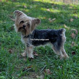 AKC Tiny Tushy Whimsical Girl - Blue and gold female Yorkshire Terrier puppy in Greencastle, Indiana from Tiny Tushy Lodge