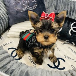 Yorkshire Terrier Puppies from Green Mountain Designer Yorkies