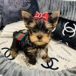Yorkshire Terrier Puppies from Green Mountain Designer Yorkies