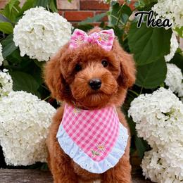 Thea-Toy Poodle - Red female Companion Cross puppy in Morehead, Kentucky from Paw Perfect Pets