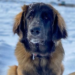 Lexi - Leonberger