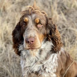 Sunni - English Springer Spaniel