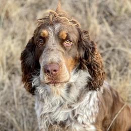 Sunni - English Springer Spaniel