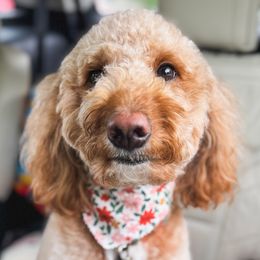 Maizey moo - Goldendoodle