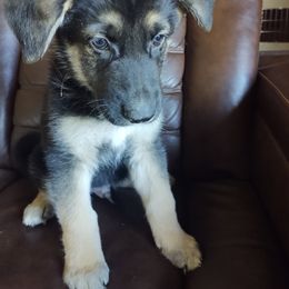 German Shepherd and Golden Retriever Puppies from Farmhouse Friends