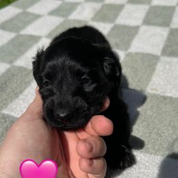 Dachshund Puppies from Rock Bottom Farms