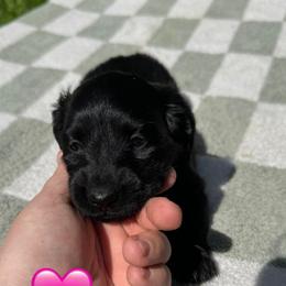 Dachshund Puppies from Rock Bottom Farms