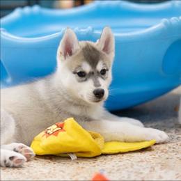 Glitter - Gray and white female Siberian Husky puppy in North Miami, Florida from Kardrovi Siberians