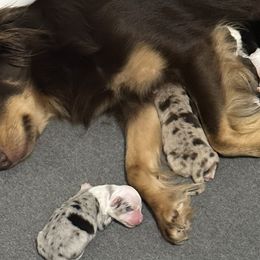 Australian Shepherds from Blue Star Pups