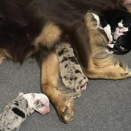 Australian Shepherds from Blue Star Pups