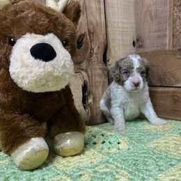 Rudolph “Rudy” - Aussiedoodle puppy from H & A Kennels