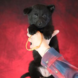 Odessa - Black female German Shepherd puppy in Augusta, West Virginia from Vom Haus Highlands