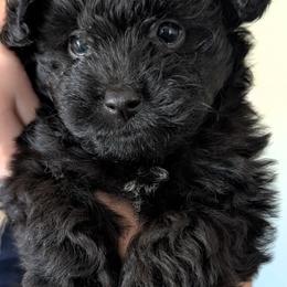 Cavalier King Charles Spaniel, Cavapoo, Companion Cross, and Pomeranian Puppies from MirVit Happy Tails Puppies