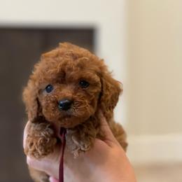 Rosie - Red Collar - Red female Cavapoo puppy in Ferndale, Washington from Cavakennels.pnw