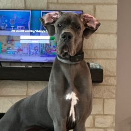 Ethel - Blue female Great Dane puppy in Blanchard, Oklahoma from 10 Acre Danes LLC