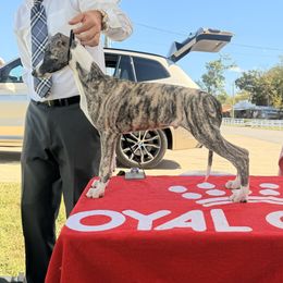 Barkley - Fawn brindle male Whippet puppy in Erving, Massachusetts from Devine Hounds