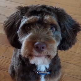 Bernedoodles, Cavapoos, and Poodles from Positively Doodles
