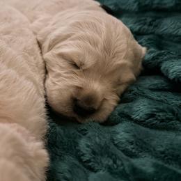 Dark purple female - Light golden female Golden Retriever puppy in New Canton, Virginia from Mount Calm Golden Retrievers