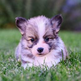 Bigfoot - Fawn male Pembroke Welsh Corgi puppy in Mona, Utah from Sorensen Corgis
