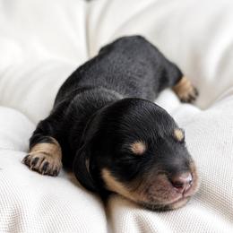 Daisy - Black and cream female Dachshund puppy in Mesa, Arizona from Dach Army LLC