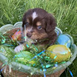 Miniature American Shepherd and Toy Australian Shepherd Puppies from Riverstone Aussies