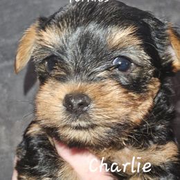 Charlie - Black and tan male Yorkshire Terrier puppy in West Plains, Missouri from Brinkley Yorkies