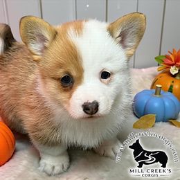 Tiffany-GORGEOUS red girl - Red female Pembroke Welsh Corgi puppy in Taylorsville, North Carolina from Mill Creek’s Pembroke Welsh Corgis and French Bulldogs