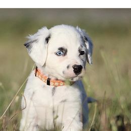Girl 3 - Dalmatian puppy in Cottage Grove, Oregon from Hidden Hills Dalmatians