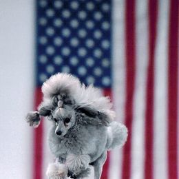 Poodles from G8rcreek Poodles
