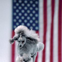 Poodles from G8rcreek Poodles