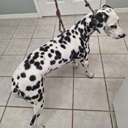 Bulova - White and black female Dalmatian puppy in Haines City, Florida from Kassafina Kennel