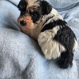 Elizabeth - Parti female Miniature Schnauzer puppy in Crosby, Texas from Raisin' the Woof Schnauzers