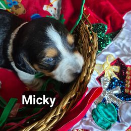 Micky - Piebald male Dachshund puppy in Bangs, Texas from Lickin'bach Miniature Dachshunds