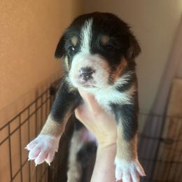 Girl 1 - Black, white and red female Greater Swiss Mountain Dog puppy in Lower Burrell, Pennsylvania from Polyanna’s GSMD