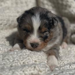 Alpha - Blue merle male Australian Shepherd puppy in Selah, Washington from Bear Creek Aussies