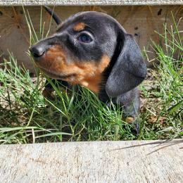 Girl 1 - Black and tan female Dachshund puppy in Tucson, Arizona from Luna May's daschunds