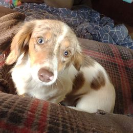 Darla - Dachshund