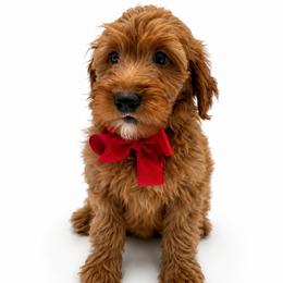 Bean - Apricot female Goldendoodle puppy in Elmwood Park, Illinois from Goldens&MiniAussiesWithFinesse