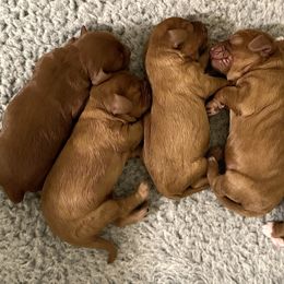Cavachon, Cavalier King Charles Spaniel, and Cavapoo Puppies from LierChonPoo