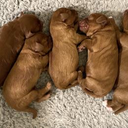 Cavachon, Cavalier King Charles Spaniel, and Cavapoo Puppies from LierChonPoo