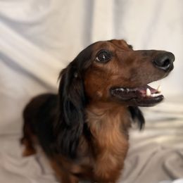 Koko - Dachshund